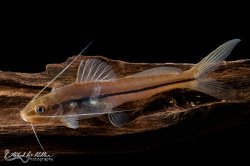 Pimelodella sp. `COLOMBIA` - Click for species data page